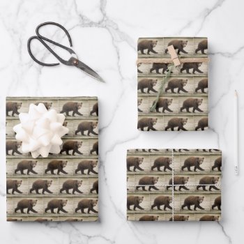 Funny Birthday | Have A Beary Happy Birthday Wrapping Paper Sheets by theworldofanimals at Zazzle