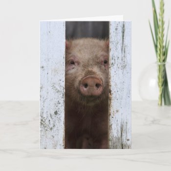 Funny Birthday | It's Ok To Pig Out Card by theworldofanimals at Zazzle