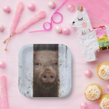 Funny Birthday | It's Ok To Pig Out Paper Plates by theworldofanimals at Zazzle