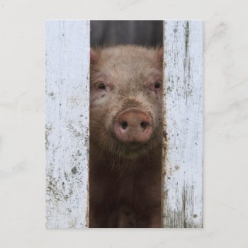 Funny Birthday | It's Ok To Pig Out Postcard by theworldofanimals at Zazzle