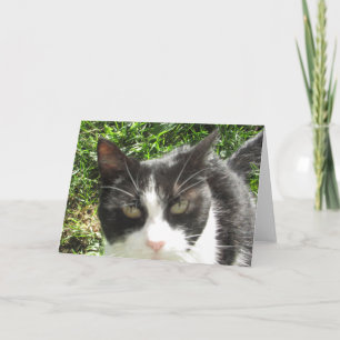 Funny Black and White Cat Photo Blank Card