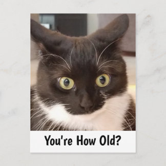 Funny Black and White Cat Surprised Birthday Postc Postcard