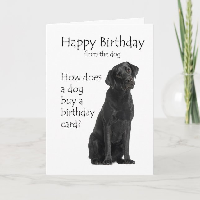 Funny Black Lab Birthday Humor Card (Front)