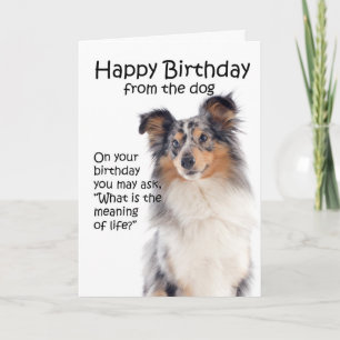 Funny Blue Merle Sheltie Birthday Card