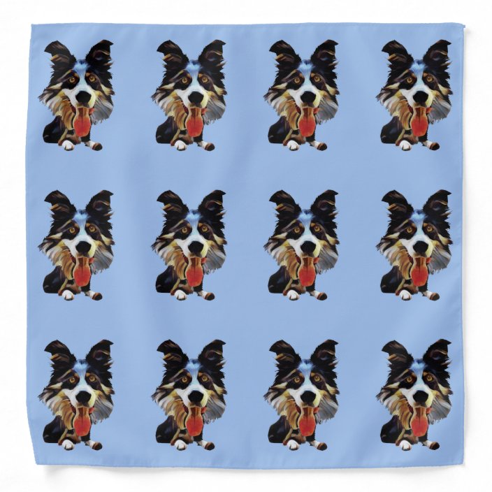 border collie with bandana