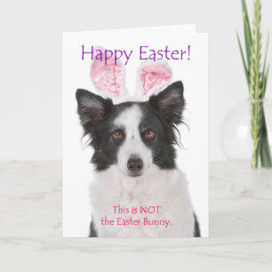 Funny Border Collie Easter Card