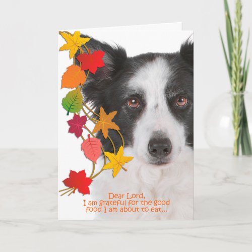 Funny Border Collie Thanksgiving Card