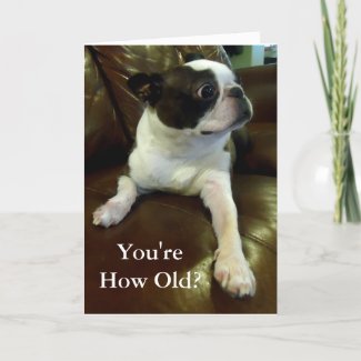 Funny Boston Terrier Birthday Card (Animal Rescue)