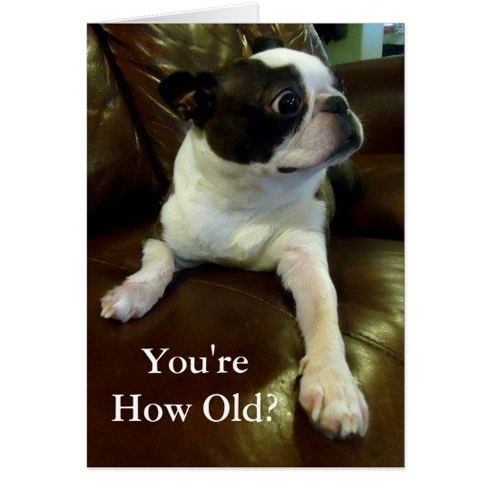 Funny Boston Terrier Birthday Card (Animal Rescue) | Zazzle