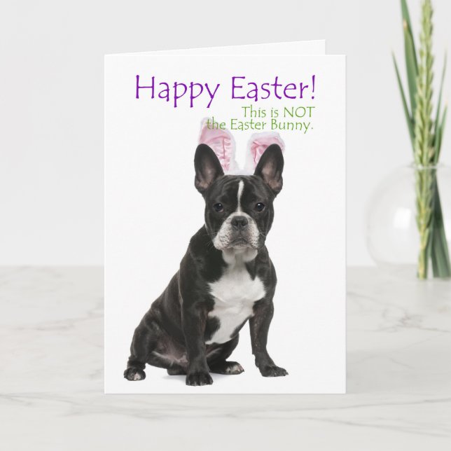 Funny Boston Terrier Easter Card (Front)
