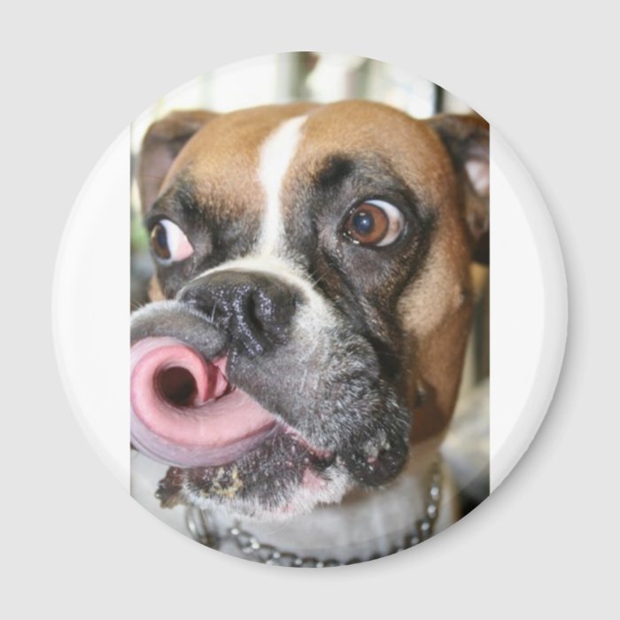 Funny Boxer Dog Fridge Magnets