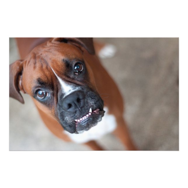 Funny boxer dog photo print (Front)
