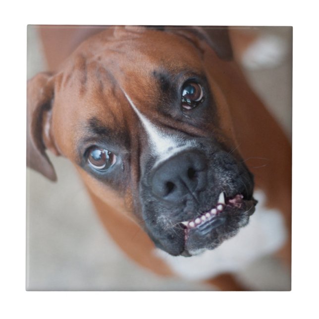 Funny boxer dog tile (Front)