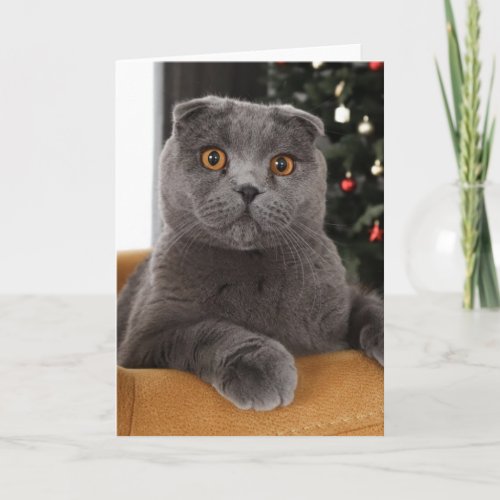Funny British cat and christmas tree Card