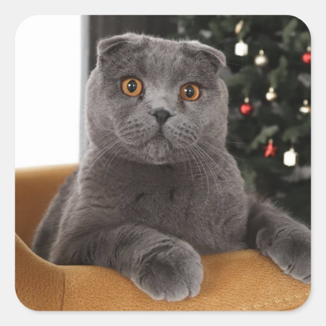 Funny British cat and christmas tree Square Sticker (Front)