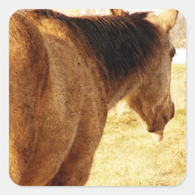 Funny Buckskin Square Sticker (Front)