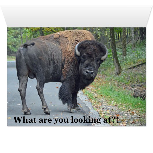 Funny Buffalo (Inside Horizontal (Bottom))