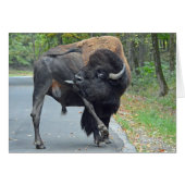 Funny Buffalo (Front Horizontal)