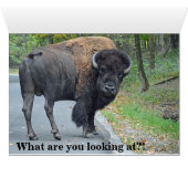 Funny Buffalo Cards (Inside Horizontal (Bottom))