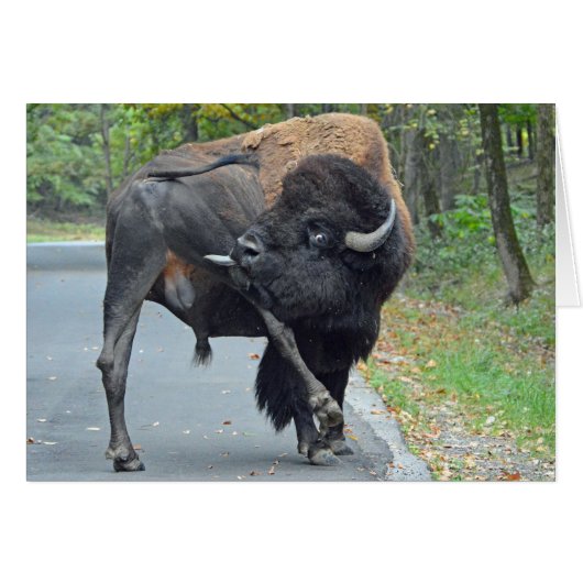 Funny Buffalo Cards (Front Horizontal)