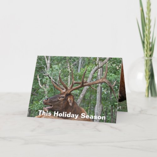 Funny Bull Elk Christmas Holiday Card