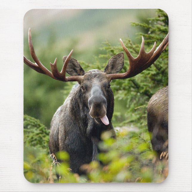 Funny Bull Moose Mouse Pad (Front)