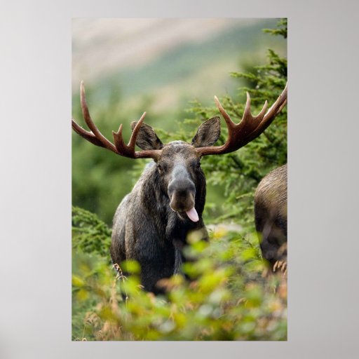 Funny Bull Moose Poster | Zazzle