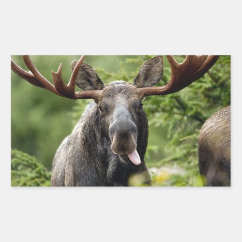 Funny Bull Moose Rectangular Sticker