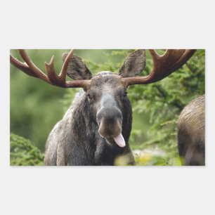 Funny Bull Moose Rectangular Sticker