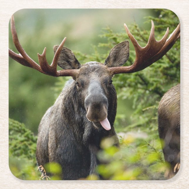 Funny Bull Moose Square Paper Coaster (Front)