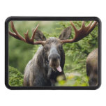 Funny Bull Moose Tow Hitch Cover at Zazzle