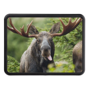 https://rlv.zcache.com/funny_bull_moose_tow_hitch_cover-r8800148c2eb942468cececc18153c90d_z74v0_307.jpg?rlvnet=1