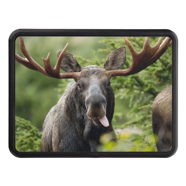 Funny Bull Moose Tow Hitch Cover (Front)
