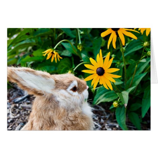 Funny Bunny Cards (Front Horizontal)