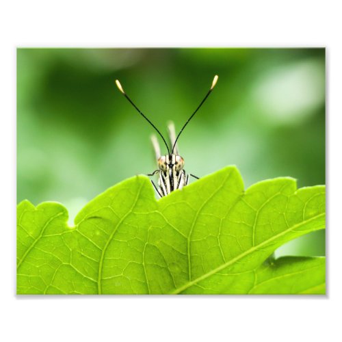 Funny Butterfly Peeks Over Leaf Photo Print