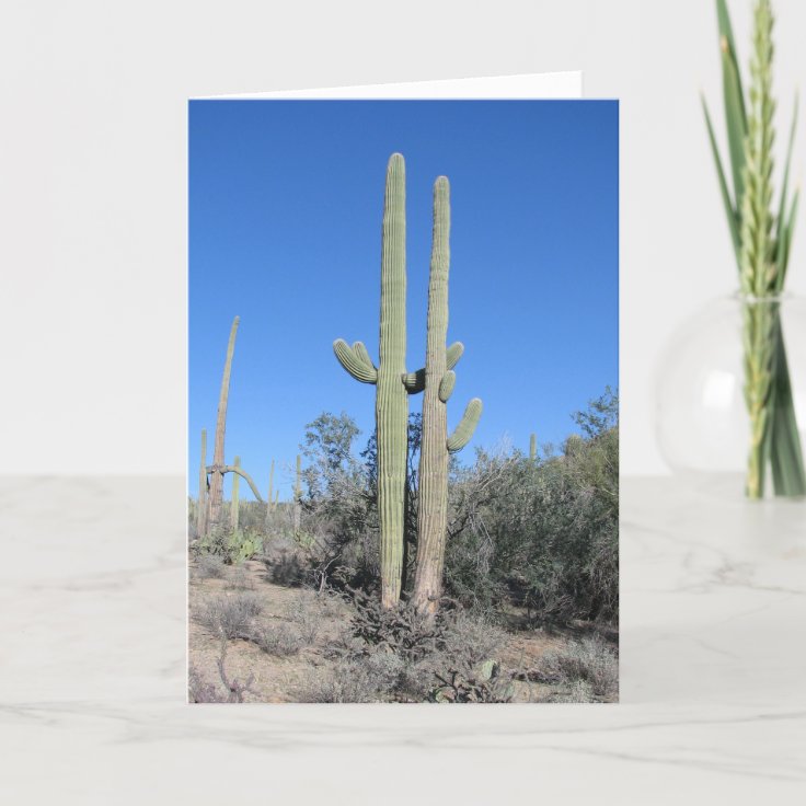 Funny Cactus Anniversary Card | Zazzle