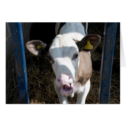 Funny Calf Cards (Front Horizontal)