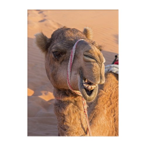 Funny Camel Acrylic Print