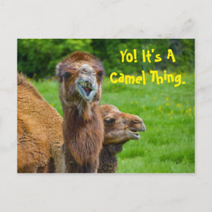 Funny Camel Animal Postcard
