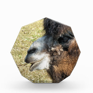 FUNNY CAMEL AWARD