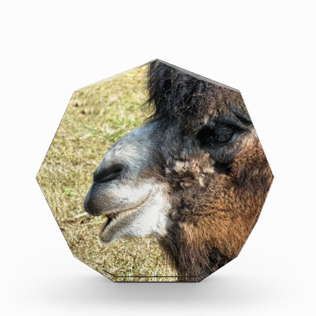 FUNNY CAMEL AWARD (Front)