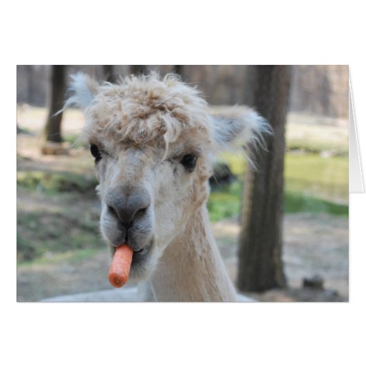 Funny camel cards (Front Horizontal)