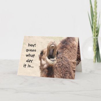Funny Camel Hump Day Birthday Card by PicturesByDesign at Zazzle