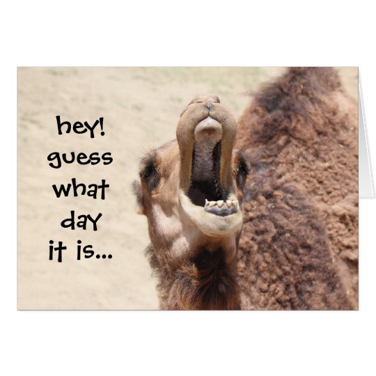 Funny Camel Hump Day Birthday Card Zazzlecom.