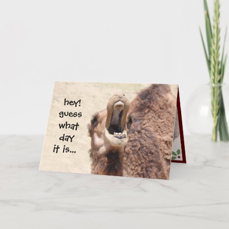 Funny Camel Hump Day Christmas Card