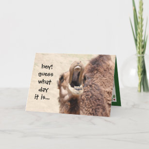 Funny Camel Hump Day Christmas Card (green)
