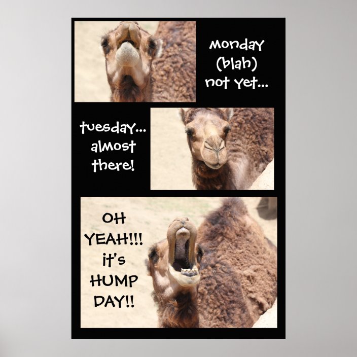 Funny Camel Hump Day Countdown Poster 24x36