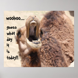 Funny Camel &quot;hump day&quot;  Guess what day it is! Poster