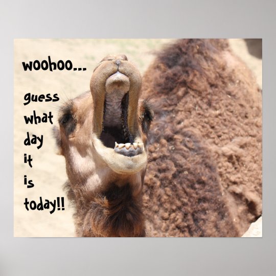 Funny Camel 