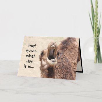 Funny Camel Hump Day Retirement Card by PicturesByDesign at Zazzle